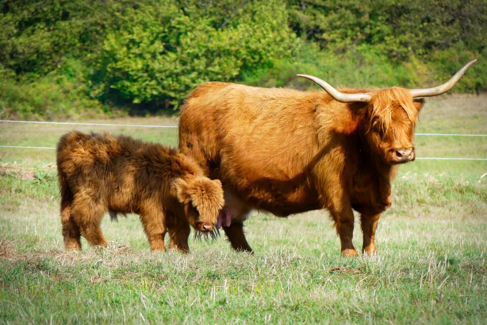Cows pasture animal