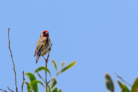 Wildlife animal birdwatching photo