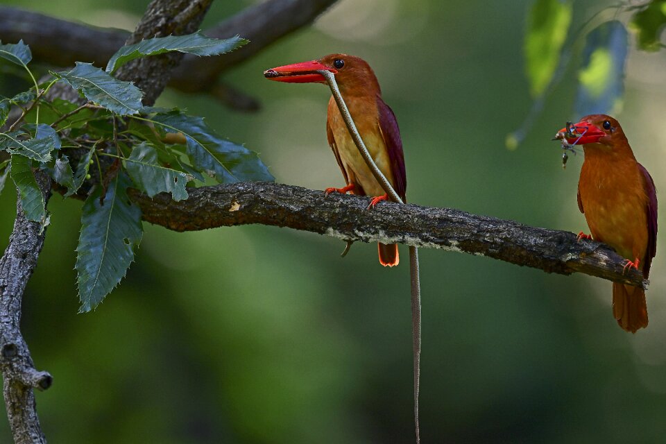 Snake nature kingfisher and