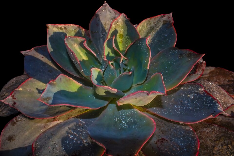 Garden potted decor
