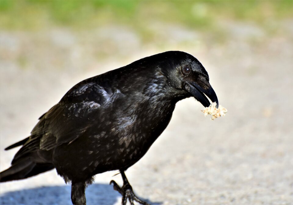 Bird feather black