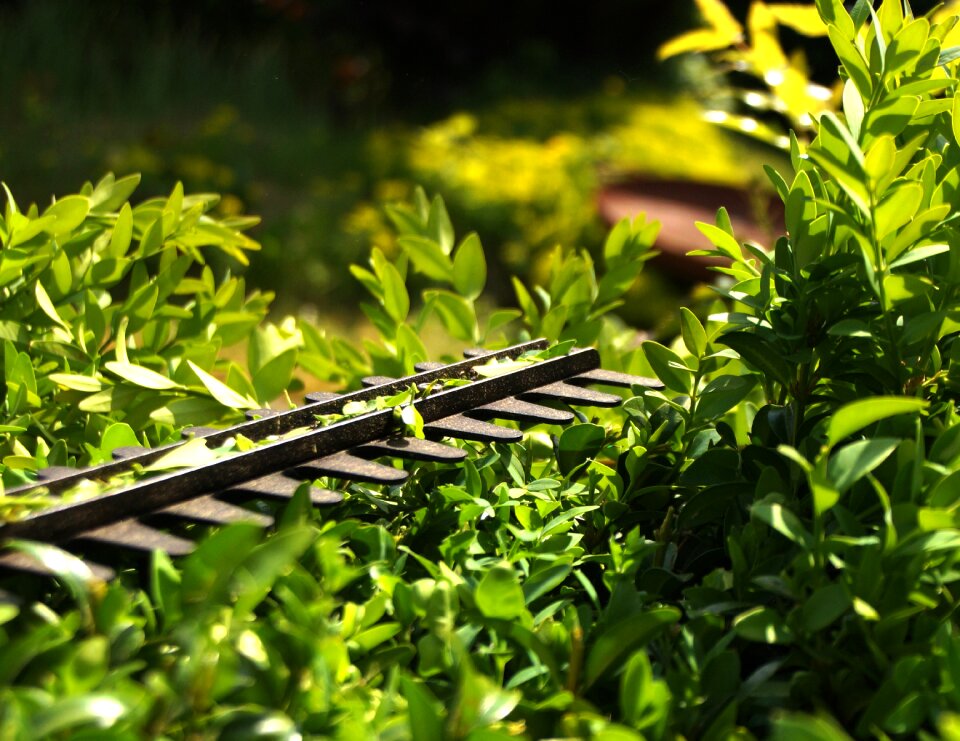 Garden green nature