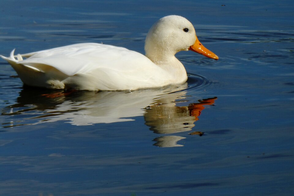 Feathers reflection white