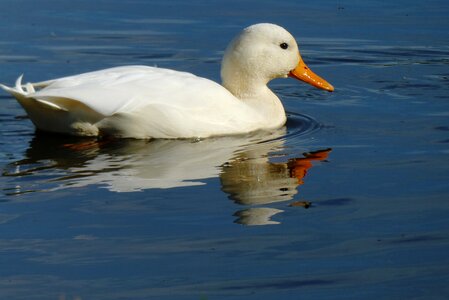Feathers reflection white