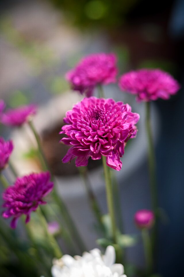 Flower nature natural