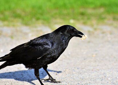 Black bill bird photo