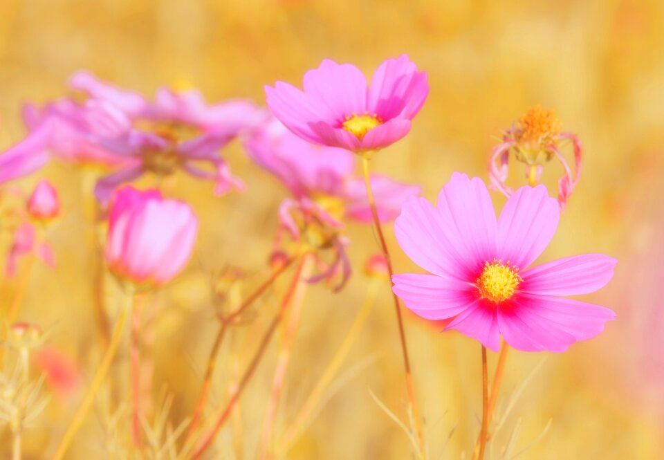 Nature ornamental flower pink