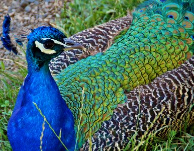 Bird kurovití blue