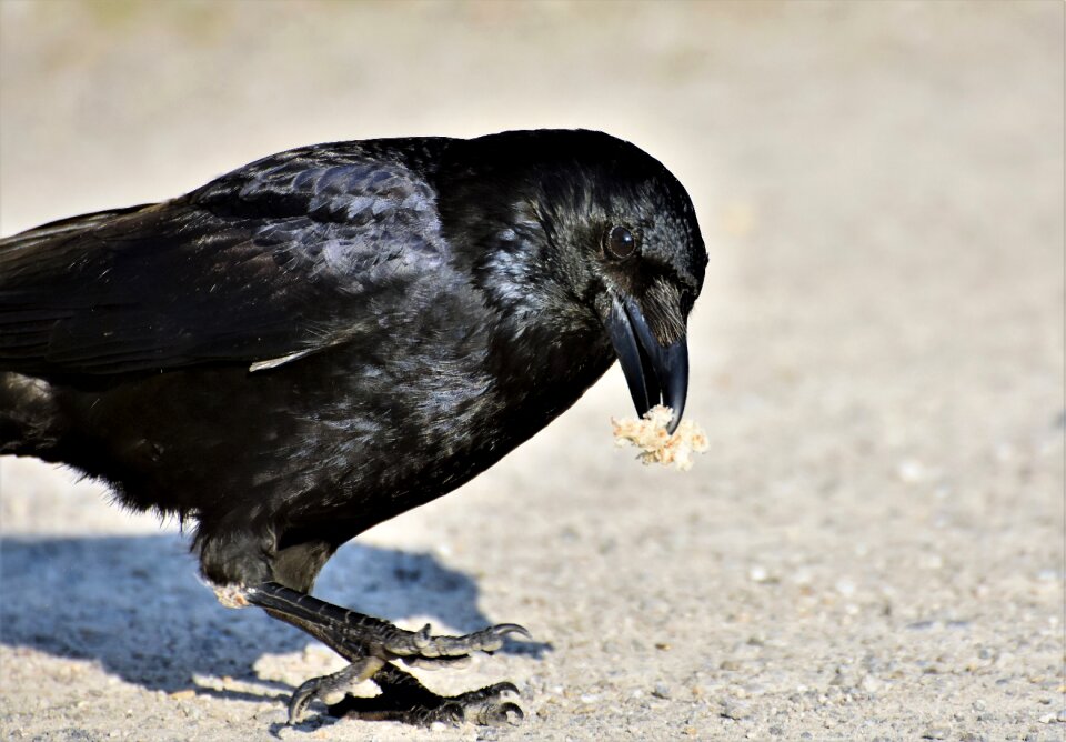 Bird feather black
