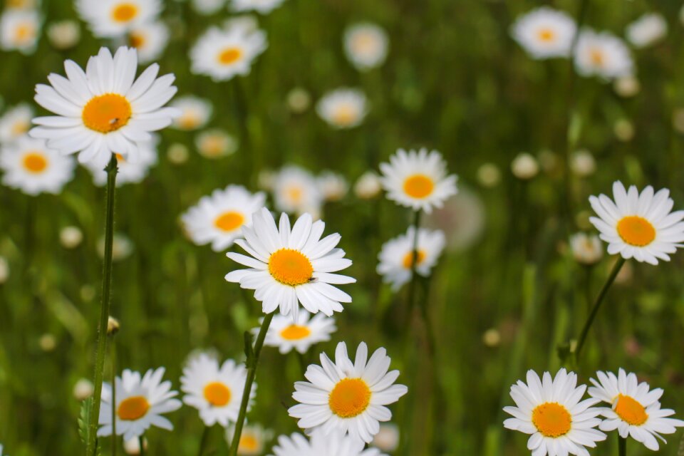 Nature plant meadow