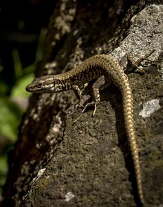Lizard stone nature