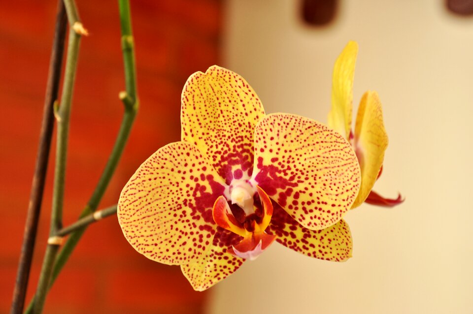 Orchid spring flower