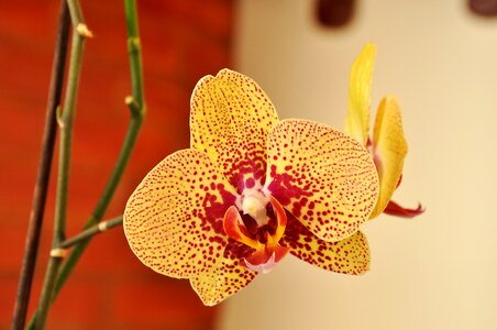 Orchid spring flower
