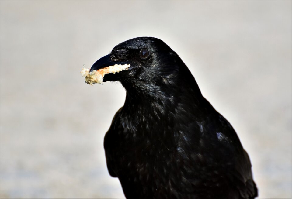 Black bill bird photo