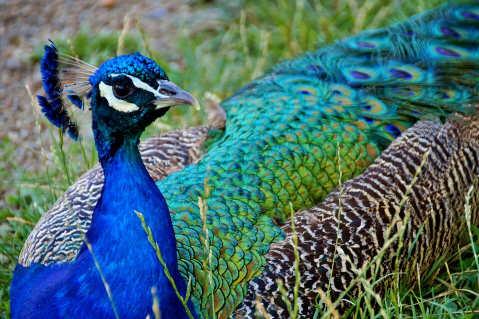 Bird kurovití blue