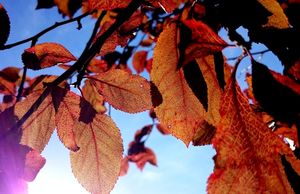 Fall color red tree