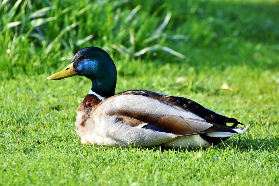 Bill duck bird poultry