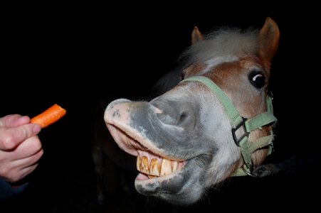 Stretch horse teeth horse head