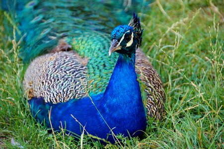 Bird kurovití blue