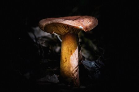 Forest autumn fungus photo