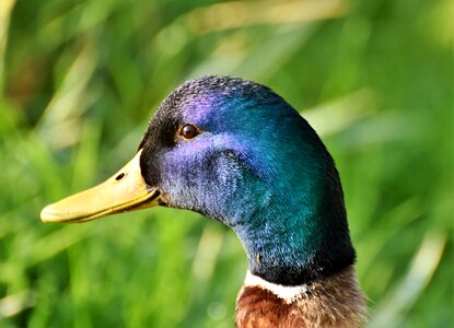 Wild duck grass bill photo