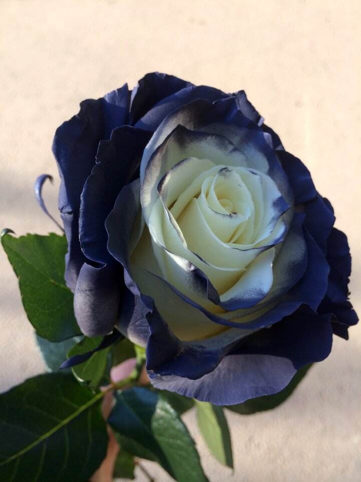 Rose flowers petals