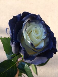 Rose flowers petals