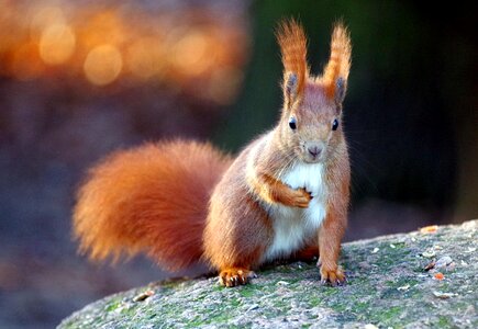 Climb animal world furry