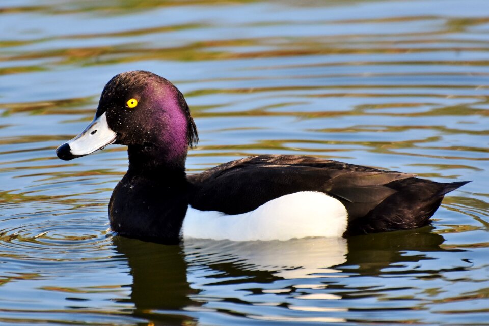 Bird ducky water bird