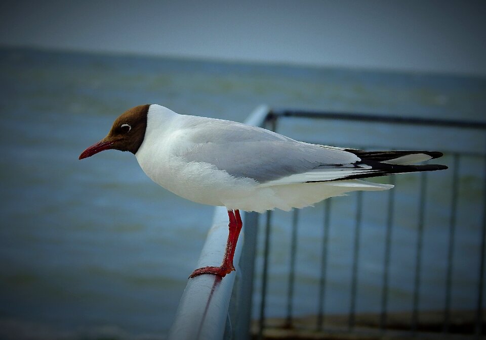 Sea bird nature