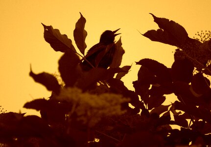 Songbird branch bill