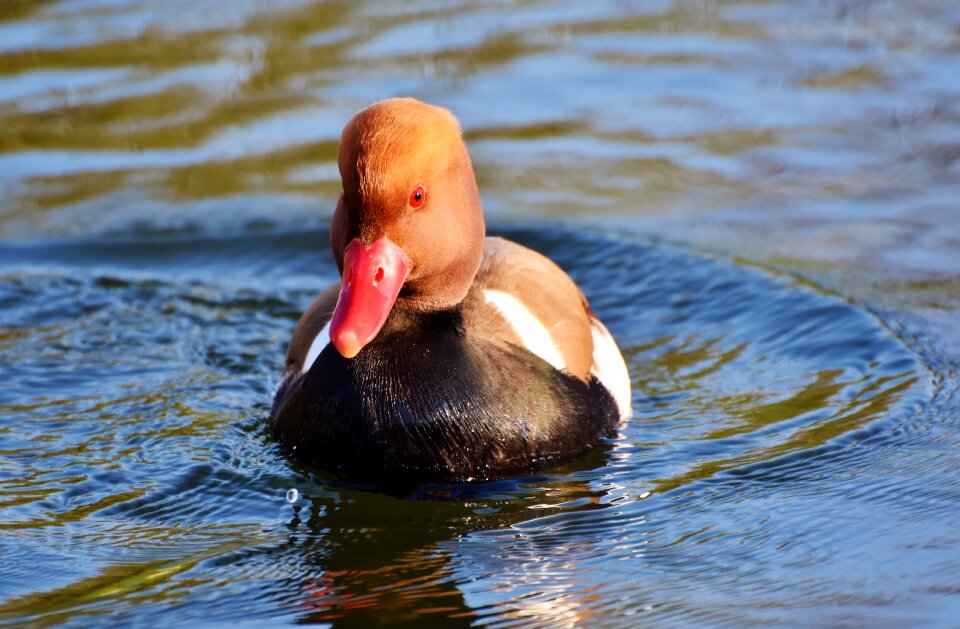 Bird plumage drake