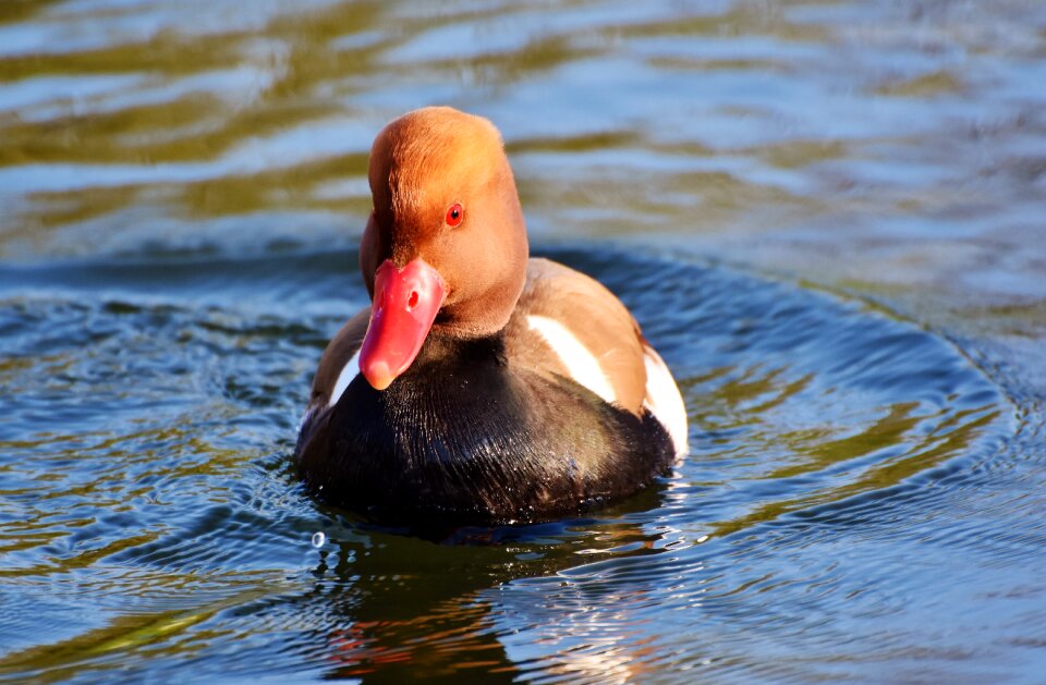 Bird plumage drake photo