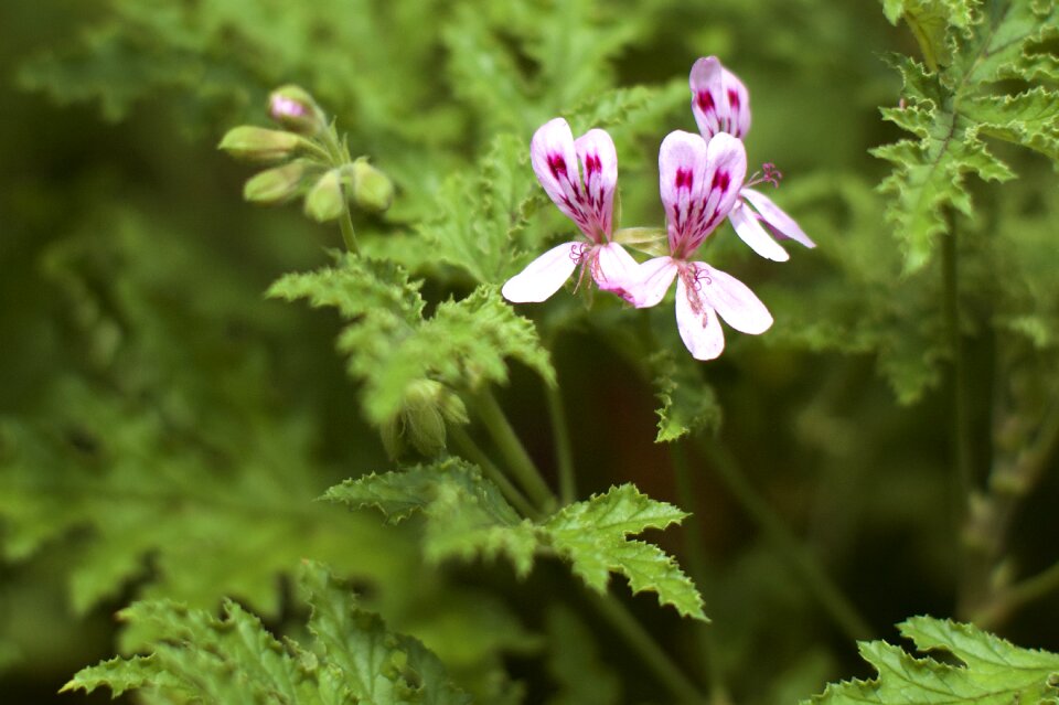 Flower green blossom photo