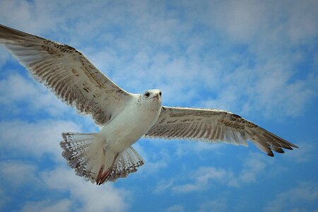 Birds freedom sky