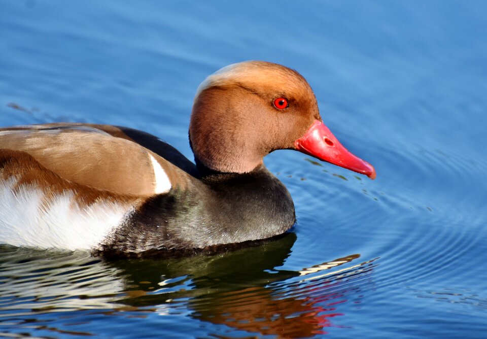 Bird plumage drake photo