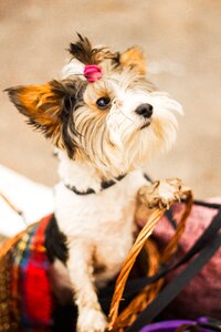 Animals puppy breed