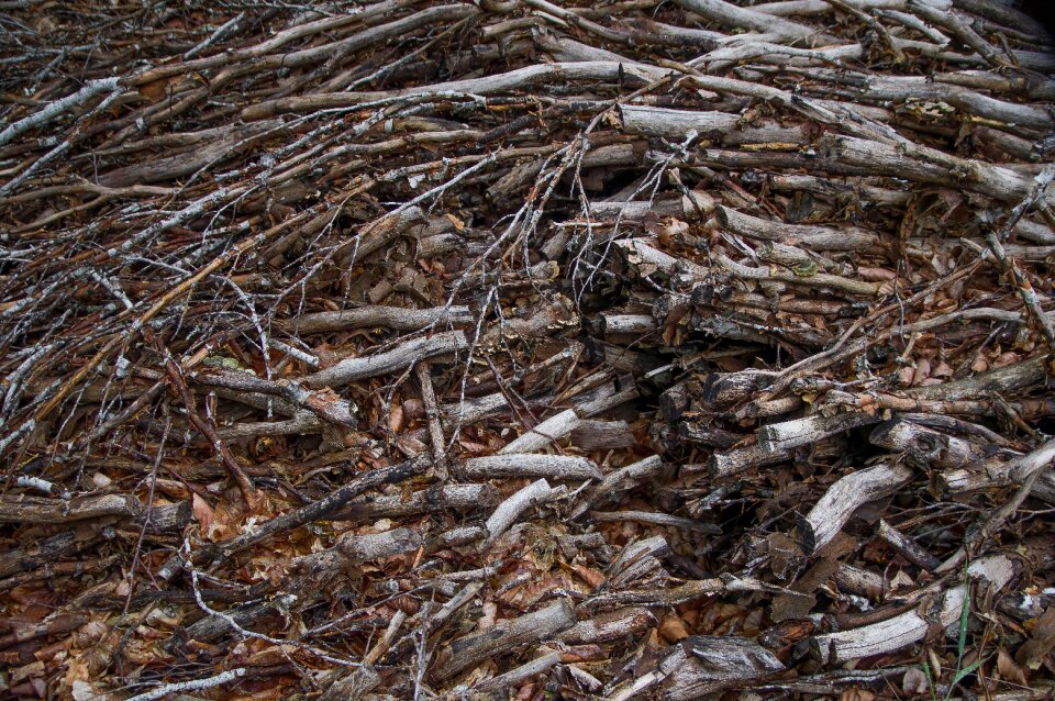 Branches leaves forest