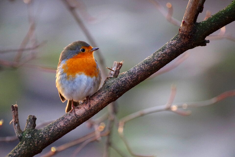 Plumage nature winter feeding