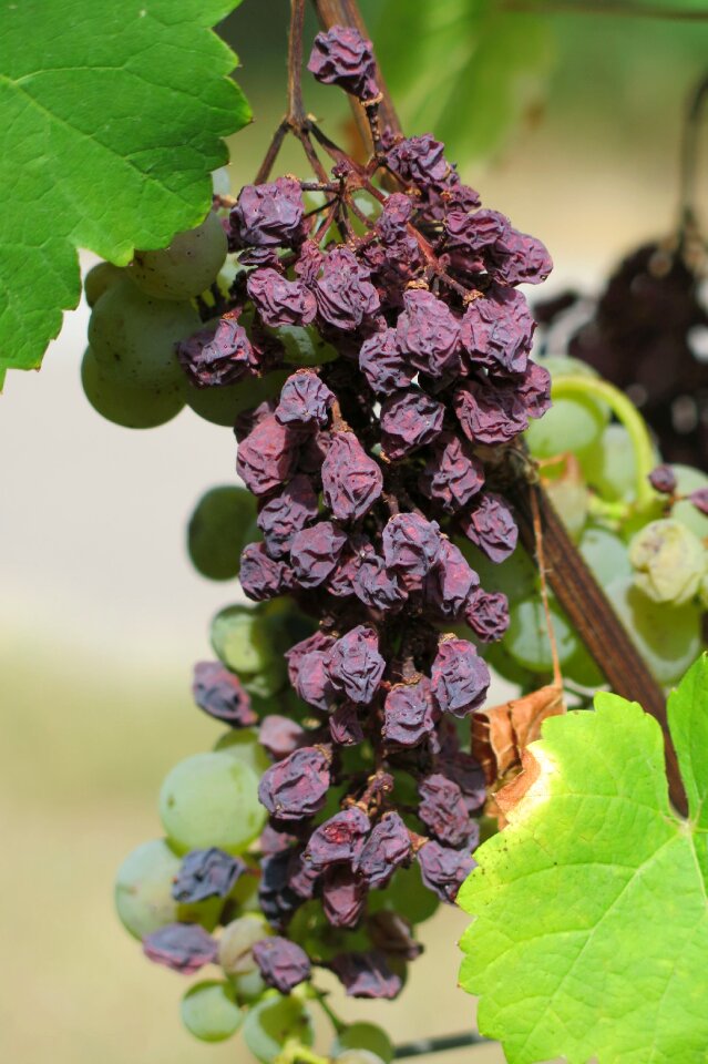 Autumn drought fruit