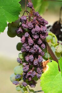 Autumn drought fruit