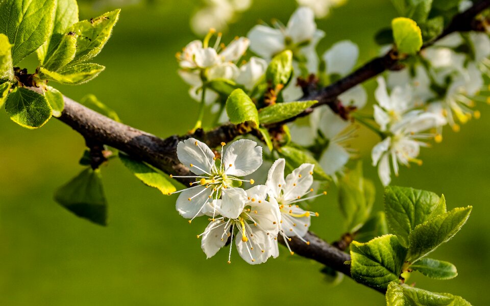 Spring nature flowering stems
