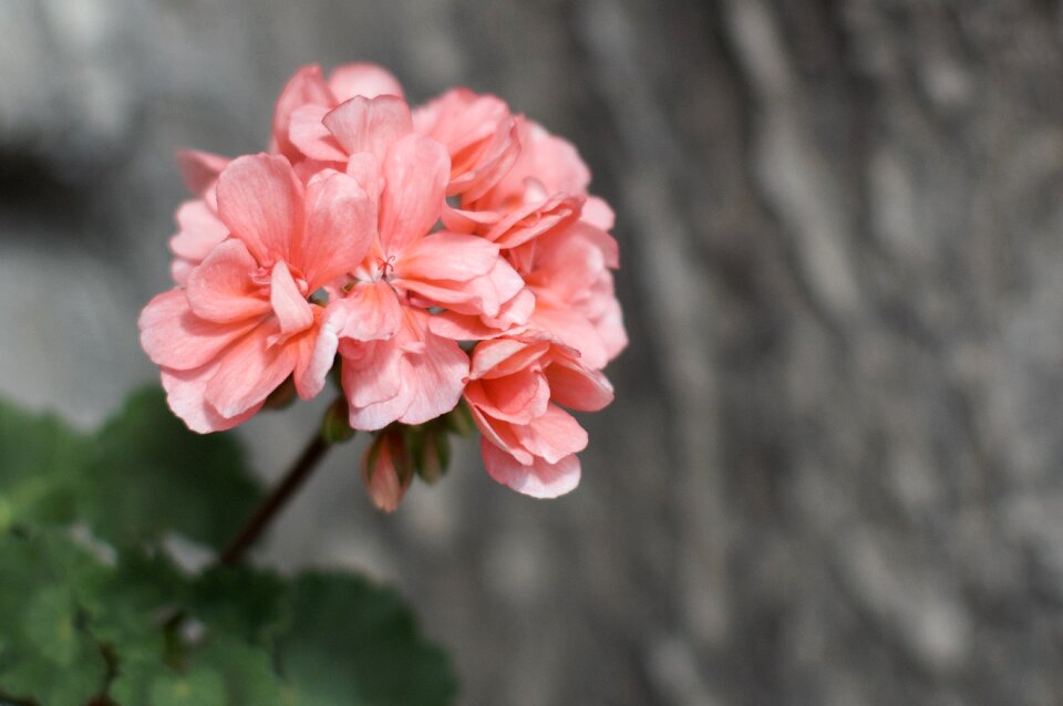 Blossom flower garden plant