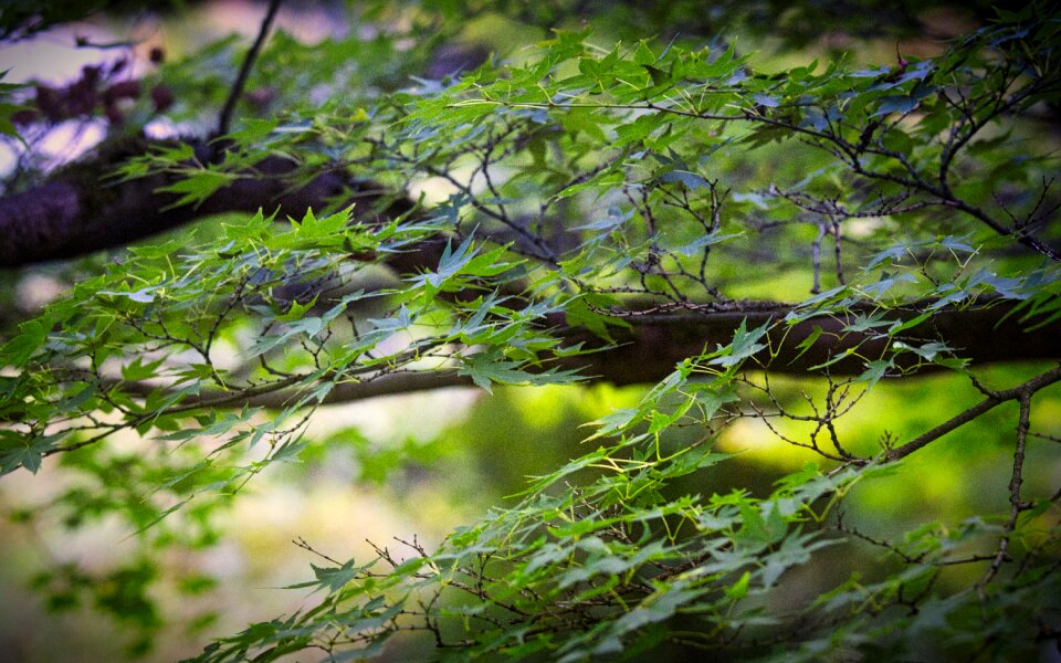 Green botany background