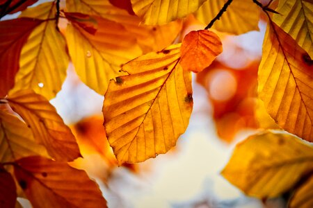 Mood fall color bright