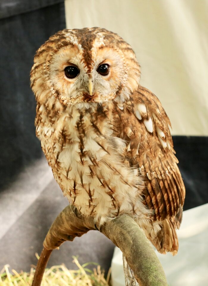 Owl bird brown owl