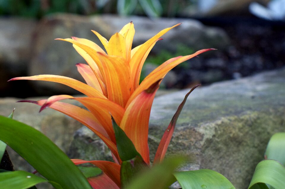 Floral blossom flower garden