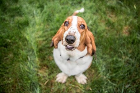 Pet basset animal