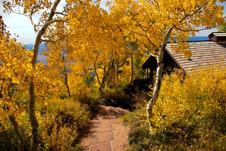 Aspen autumn forest