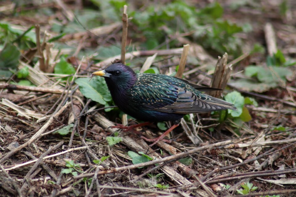 Outdoors animals starling